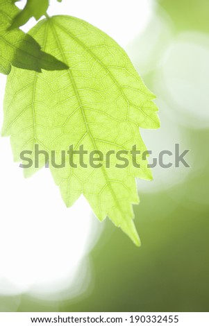 Leaves of rose of Sharon