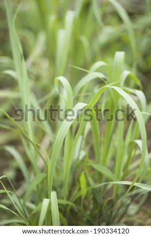 An image of Lemon grass