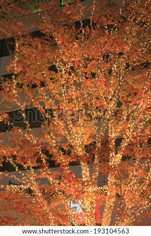 An image of Street tree illumination