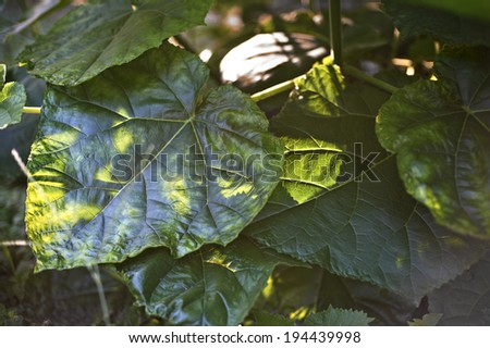 Sunlight in the morning shining the leaves