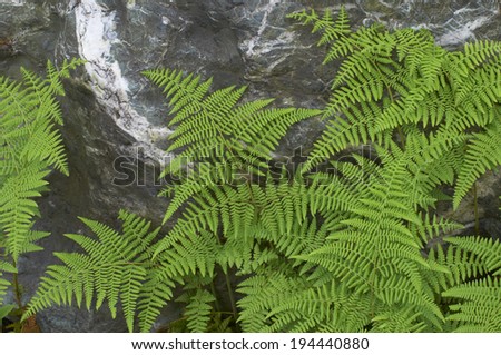 Fern to extend the leaf to hide the rock face