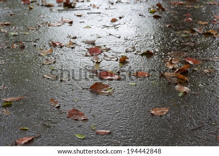 Fallen leaves on the road after the rain
