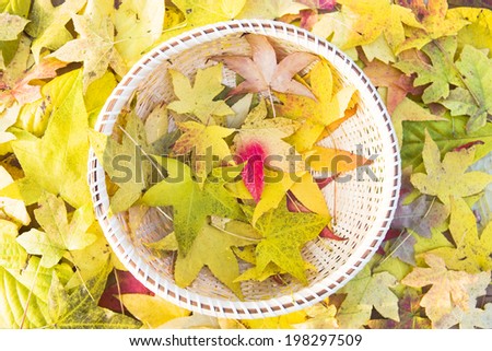 The Fallen Leaves In The Basket