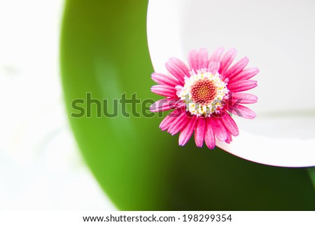 The Flower Of Margaret
