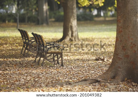Bench And Fallen Leaves