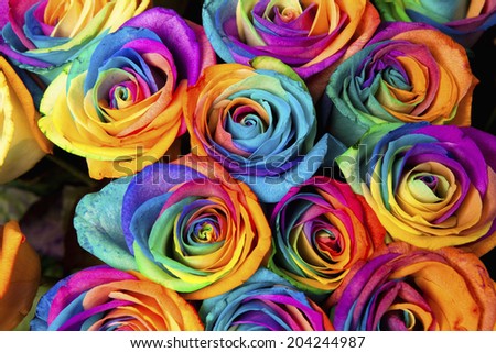 An Image of Rainbow Rose