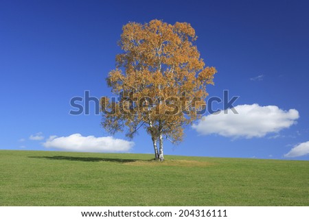 An Image of One Tree Foliage