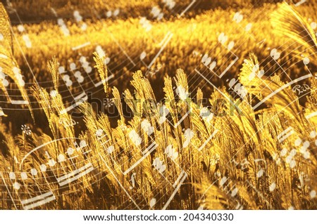 Silver Grass And Music