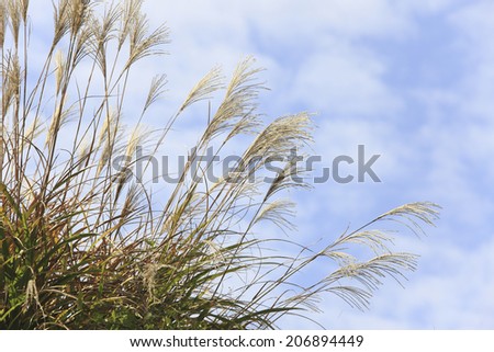 An Image of Japanese Silver Grass