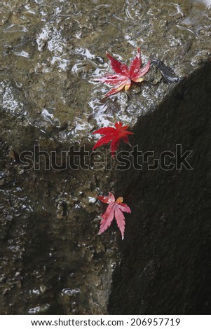 The Fallen Leaves Of Maple