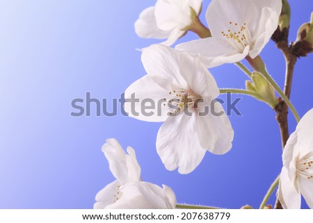 An Image of Cherry ,Blue Back