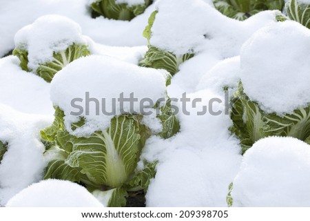 The Snow Piled On The Field Of Chinese Cabbage
