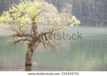 An Image of One Tree