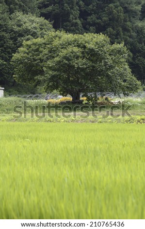 Field And Trees