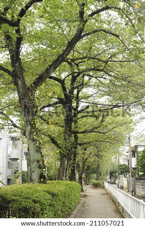 The Tree-Lined Street In The Park