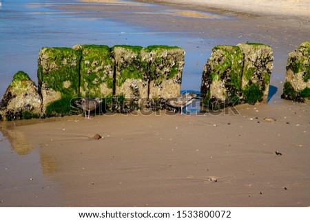 Similar – Image, Stock Photo A seagull nibbles at the remains of a fish.