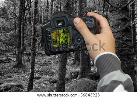 photographer  photographing old forest with digital photo camera