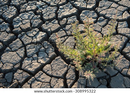 Sea mud dry cracked earth with small trees.