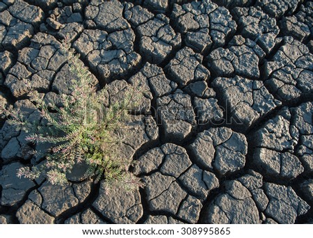 Sea mud dry cracked earth with small trees.