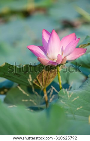 Lotus ponds and beautiful natural parks.