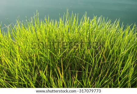 Water reeds in a marsh.
