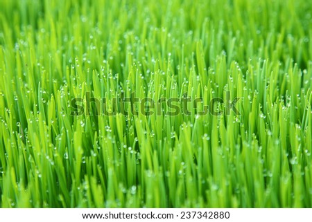 Grass background with water drops ,Fresh green wheat grass