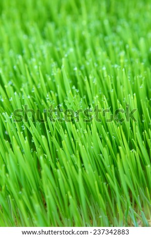 Grass background with water drops ,Fresh green wheat grass
