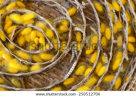 Silk worms nest in bamboo basket