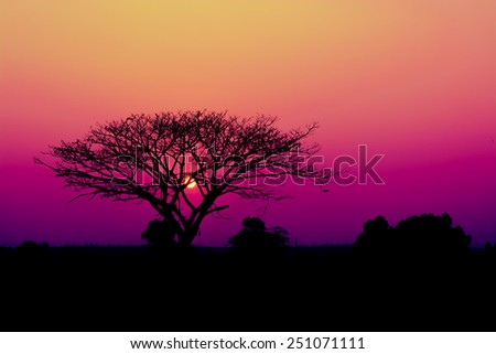 Landscape of sunset and a silhouette of tree.