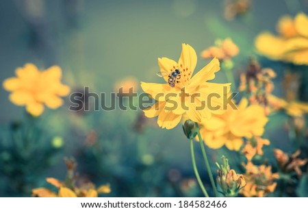 Cosmos flower in the field vintage,yellow cosmos flower