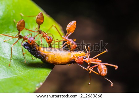 red ant teamwork in nature that are helping drag the food.