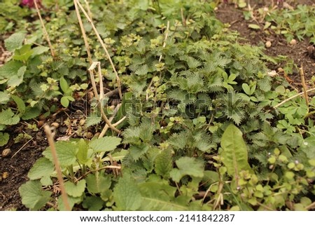 Young sprouts of common nettle, burn nettle, or stinging nettle plant Imagine de stoc © 