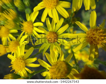 Image, Stock Photo Marguerite blossoms in supervision