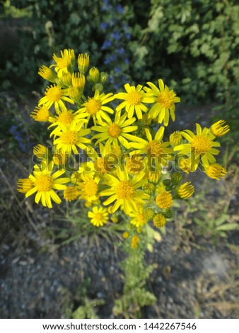 Similar – Image, Stock Photo Marguerite blossoms in supervision