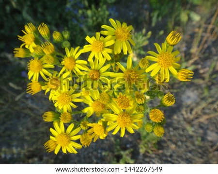 Similar – Image, Stock Photo Marguerite blossoms in supervision