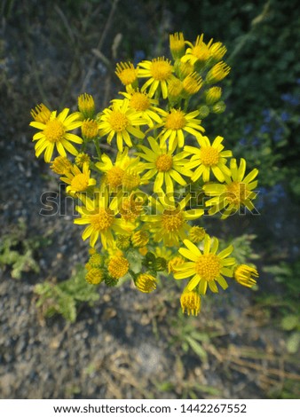 Similar – Image, Stock Photo Marguerite blossoms in supervision