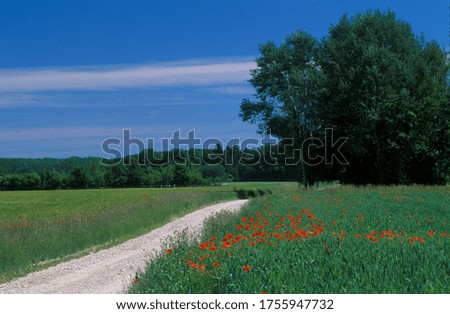 Image, Stock Photo Common interests Poppy