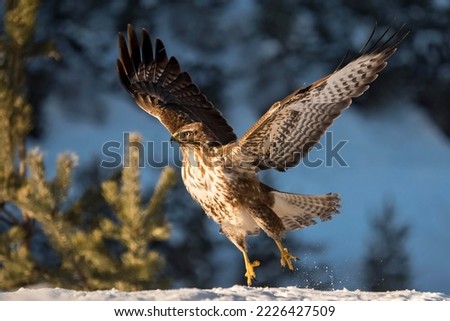 Similar – Image, Stock Photo departure Common buzzard