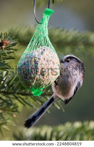 Similar – Image, Stock Photo Tit dumplings and empty feeding nets on a carabiner