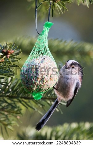 Similar – Image, Stock Photo Tit dumplings and empty feeding nets on a carabiner