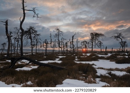 Image, Stock Photo Noir Flohay in the Hautes Fagnes, consisting of dead trees and grassland of an upland moor and hiking area