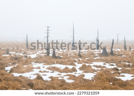 Similar – Image, Stock Photo Noir Flohay in the Hautes Fagnes, consisting of dead trees and grassland of an upland moor and hiking area