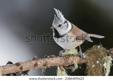 Similar – Image, Stock Photo Crested tit in the woods on a branch