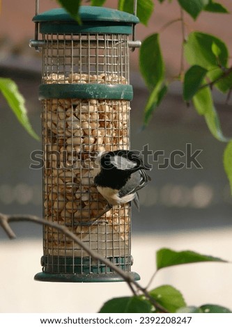 Similar – Image, Stock Photo Tit dumplings and empty feeding nets on a carabiner