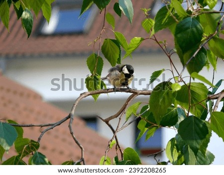 Similar – Image, Stock Photo Tit dumplings and empty feeding nets on a carabiner