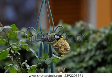 Similar – Image, Stock Photo Tit dumplings and empty feeding nets on a carabiner