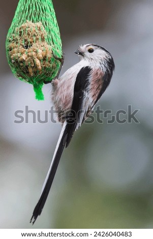 Image, Stock Photo Tit dumplings and empty feeding nets on a carabiner