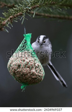 Similar – Image, Stock Photo Tit dumplings and empty feeding nets on a carabiner