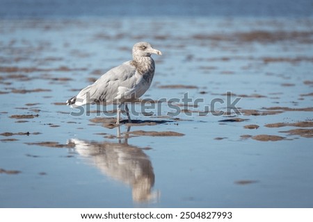 Similar – Foto Bild Silbermöwe am Hafen wartet auf Futter