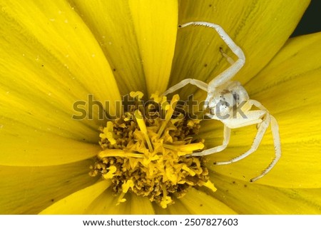 Similar – Image, Stock Photo Inflorescence of Coreopsis Up Tick